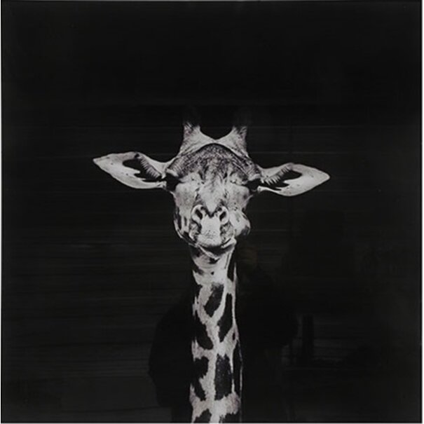 Countryfield Schilderij Makela zwart vierkant - Stijlvolle giraffe wanddecoratie