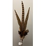Ornament Ø15x60 cm PHEASENT donker  bruin