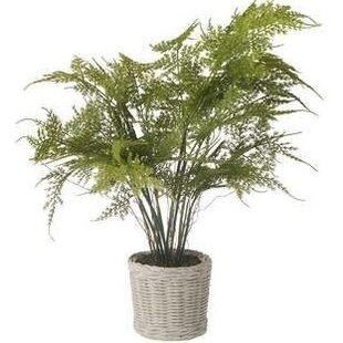 Plant in pot 40x40x43 cm ASPARAGUS  FERN groen/grijs