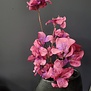 Kunsttak Flower Stem paars + roze
