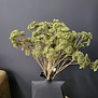 Kunsttak Achillea groen