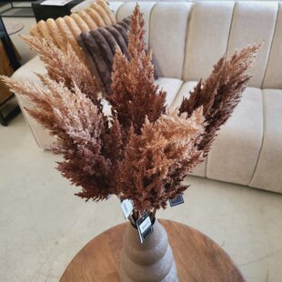 Astilbe bruin