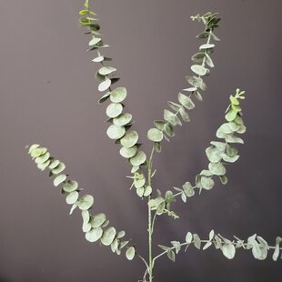 Eucalyptus groen 1