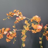 Kunstbloem Akebia L oranje