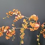 Kunstbloem Akebia L oranje