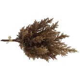 Astilbe bruin 2