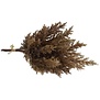 Astilbe bruin 2