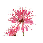 Kunstbloem Lycoris donkerroze - L 12 x B 8 x H 94 CM