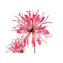 Kunstbloem Lycoris donkerroze - L 12 x B 8 x H 94 CM