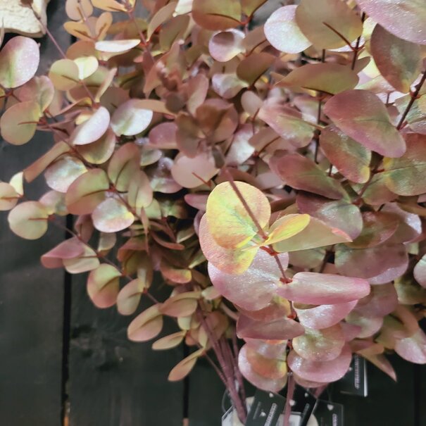 Countryfield Kunstblad Eucalipthus Cinerea bruin