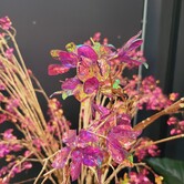 Kunstbloem wild Hortensia M paars i-L138B43H85CM