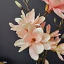 Kunsttak Magnolia Chayca L roze