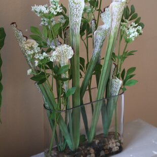 Groene planten in glazen vaas