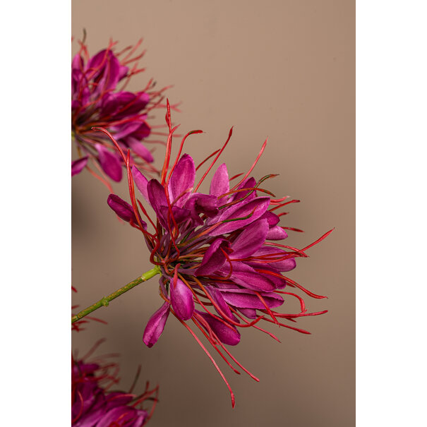 PTMD Kunsttak Burgundy Spider