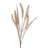 Gras/Pluim Certaria bruin