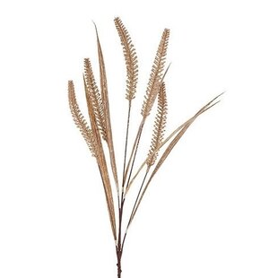 Gras/Pluim Certaria bruin