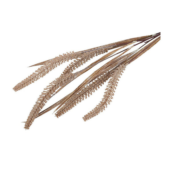 Countryfield Gras/Pluim Certaria bruin