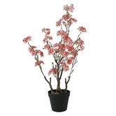 Bloem in pot Prunus Kanzan M roze - 14 x 14 x 80 cm