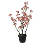 Bloem in pot Prunus Kanzan M roze - 14 x 14 x 80 cm