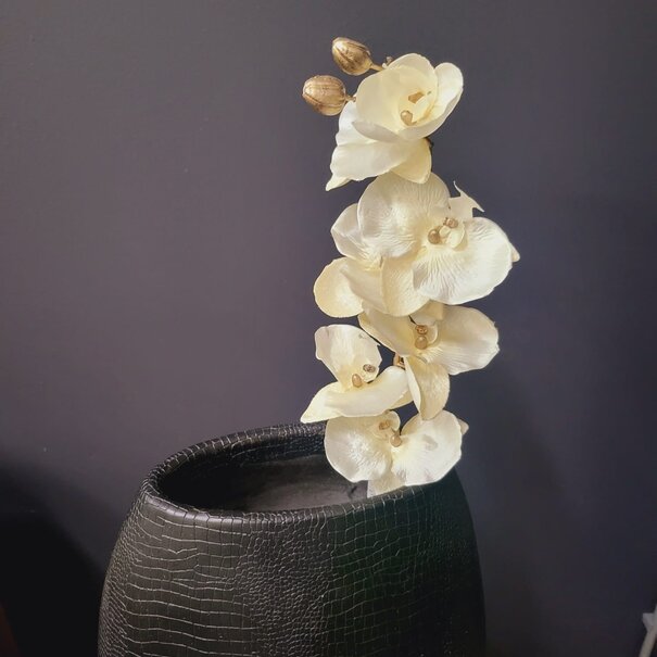 Countryfield Kunsttak Phalaenopsis crème
