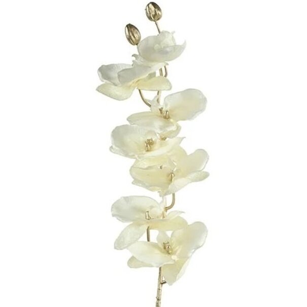Countryfield Kunsttak Phalaenopsis crème