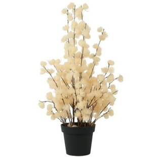 Bloem in pot Clematis alpina XL crème 18 x 18 x 82 cm
