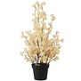 Bloem in pot Clematis alpina XL crème 18 x 18 x 82 cm