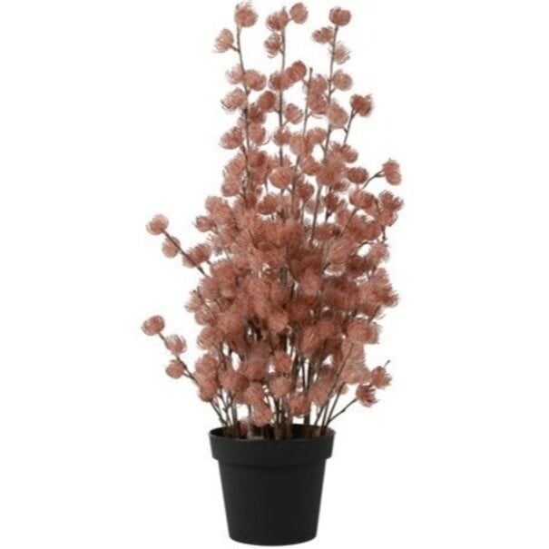 Countryfield Bloem in pot Clematis alpina XL oud roze 18 x 18 x 82 cm