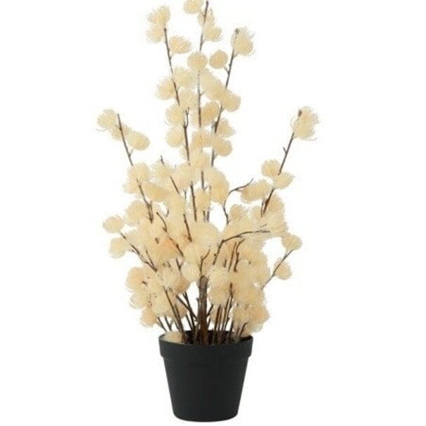 Countryfield Bloem in pot Clematis alpina L crème 16 x 16 x 66 cm