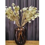 Kunsttak Lunaria biennis L - groen