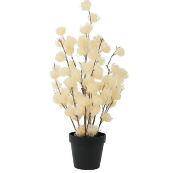 Countryfield Bloem in pot Clematis alpina M crème 57 cm | Countryfield
