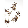 Kunstbloem 20x10x110 cm MAPLE bordeaux-donker bruin