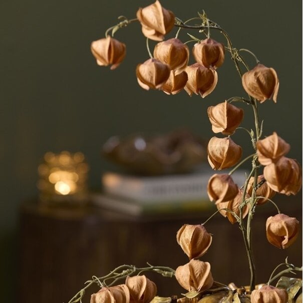 Light en Living Kunstbloem 20x10x100 cm PHYSALIS terra-oranje