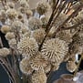 Kunsttak Bloem Echinops champagne - 4 x 13 x 105 cm