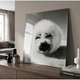Schilderij Zeehond Wild Life 80 x 80 cm