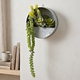 Senecio groen met hangbakje