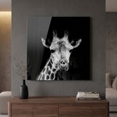 Schilderij Mocambo zwart vierkant - Glazen wanddecoratie