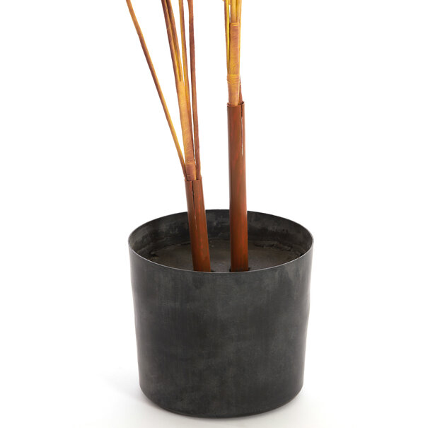 Parlane Ornament in pot Strelitzia Goud-Bruin+Zwart - 110 cm