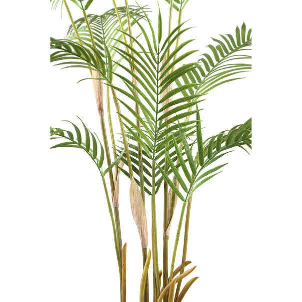 PTMD Palmboom groen in zwarte plastic pot - 148 cm hoog