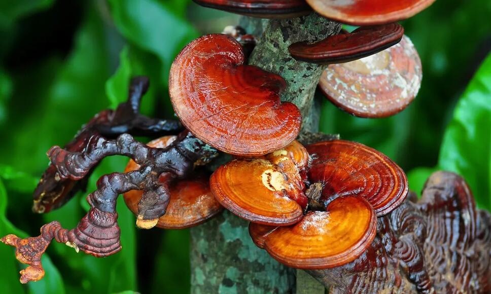 De onthullende wereld van de Reishi Paddenstoel: Het Aziatische Wondermiddel