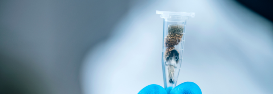 Hoe Vaak Moet Je Microdoseren?