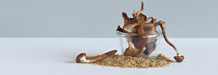 Magische Paddestoelen: De Echte Stenen der Wijzen?