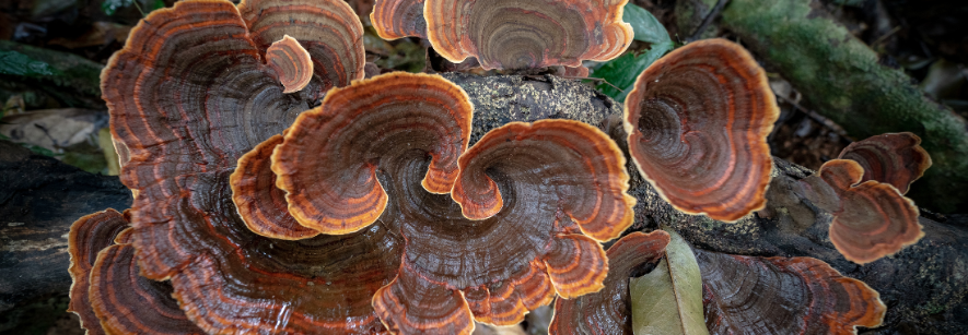 Wat Doen Medicinale Paddenstoelen?