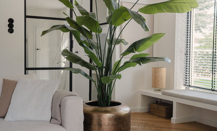 Inspirasjon Strelitzia kunstige planter