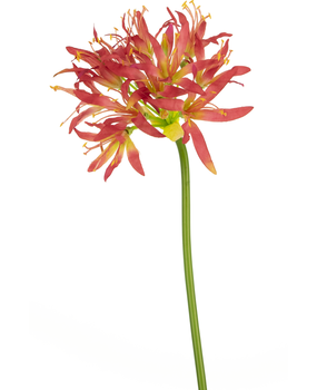 Greenmoods Kunstig Nerine Fuchsia 70cm