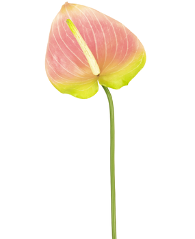 Greenmoods Kunstig Anthurium Rosa/Grønn 65cm