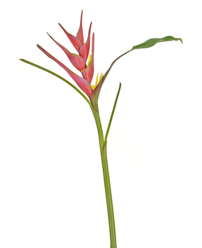 Greenmoods Kunstig Heliconia Blomst 90cm