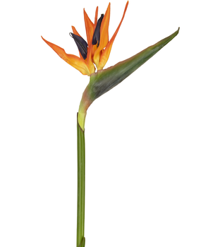 Greenmoods Kunstig Strelitzia Blomst Rød/Lilla 80cm Greenmoods Kunstig Strelitzia Blomst Rød/Lilla 80cm