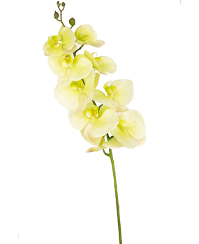 Greenmoods Kunstig Orkidé Deluxe 105cm Gul/Hvit "Real Touch" Greenmoods Kunstig Orkidé Deluxe 105cm Gul/Hvit "Real Touch"