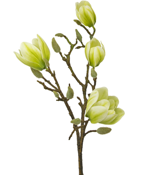 Greenmoods Kunstig Magnolia Gren Hvit/Grønn 50cm Greenmoods Kunstig Magnolia Gren Hvit/Grønn 50cm